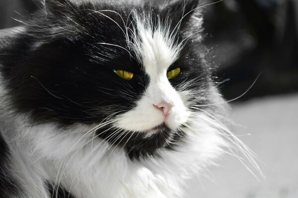 A black and white cat with squinted yellow eyes