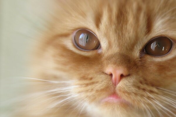 Retrato de un gato pelirrojo con ojos marrones