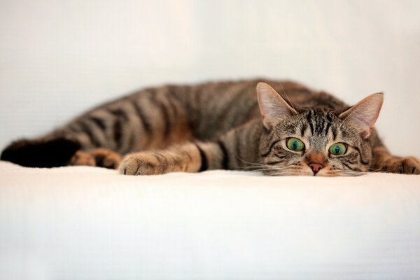 A striped cat with green eyes lies