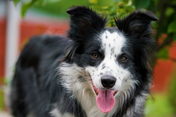 Schwarzer weißer Hund auf der Straße