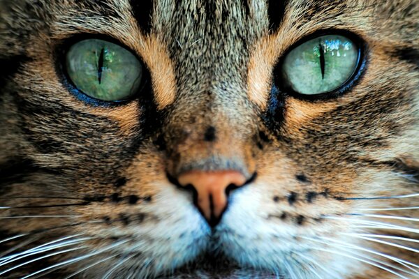 Visage de chat avec des yeux verts