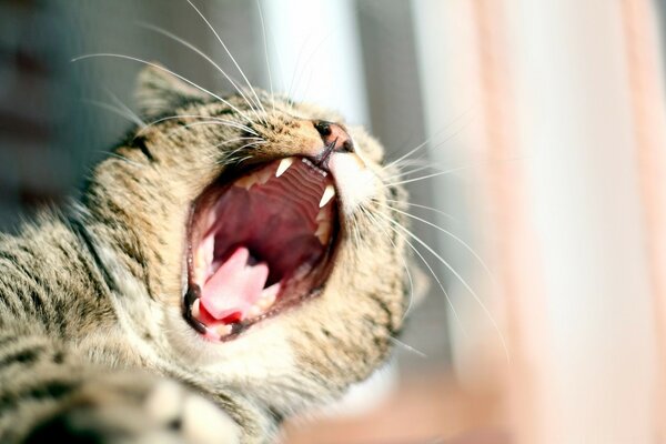 A fluffy cat is chewing on the background