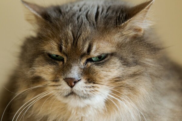 Portrait of a fluffy cat on the background