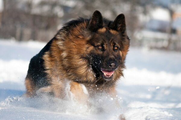 Schäferhund läuft durch tiefe Schneeverwehungen