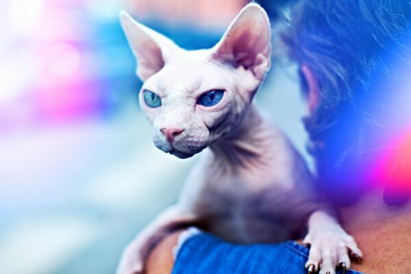 Ritratto di gatto Sphynx beige