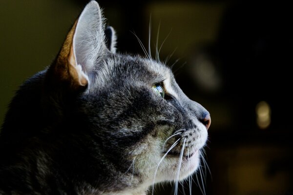 Gato cinzento olhando para a luz