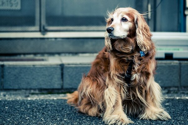 Beautiful pet dog sitting on the sidewalk