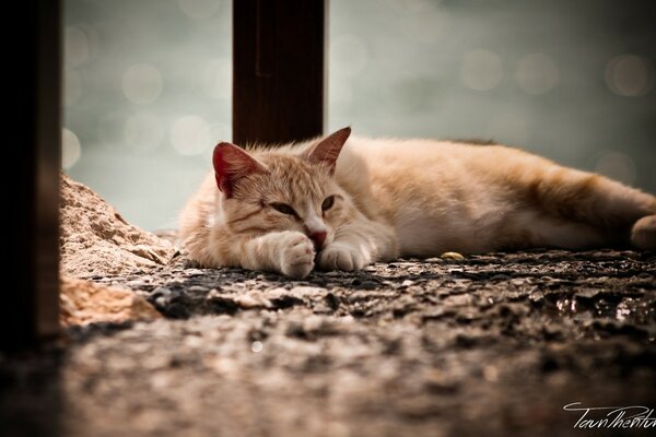 Chat dormant de couleur rouge