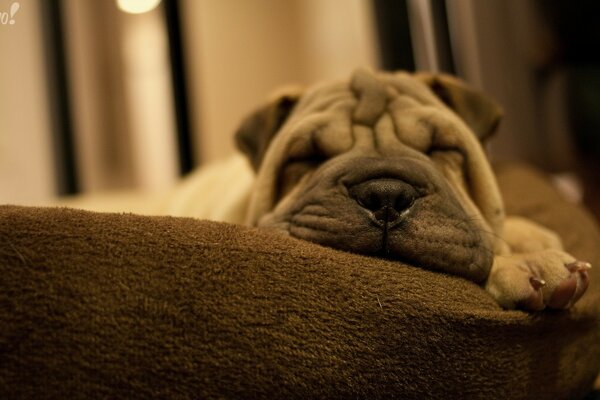 Cute dog sleeps on a soft bed