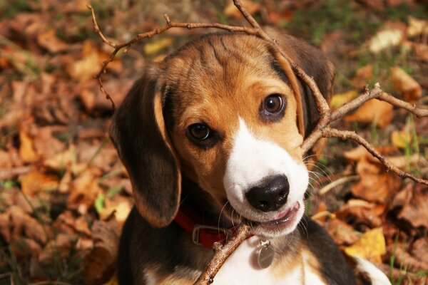 Bébé Beagle avec baguette