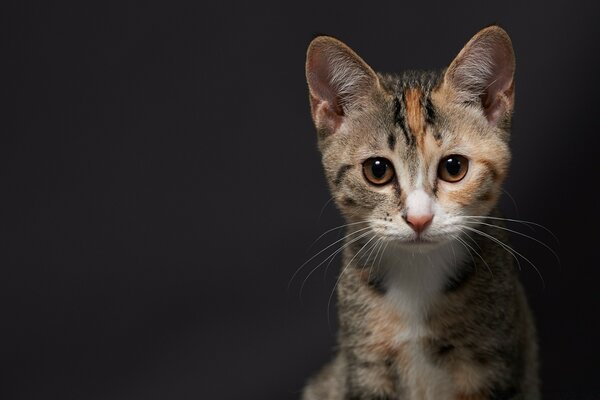 A cat in the dark with big eyes