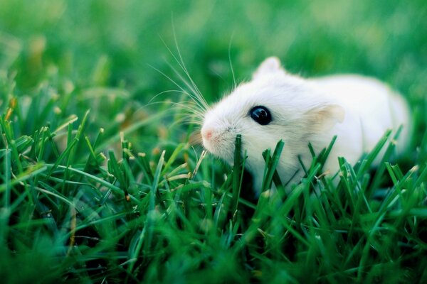 Baby hamster on a walk