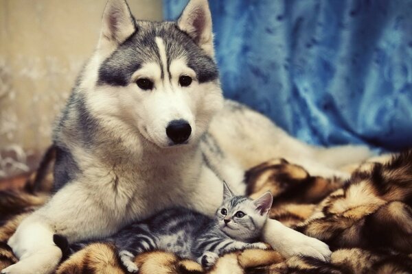 Like a cat with a dog)