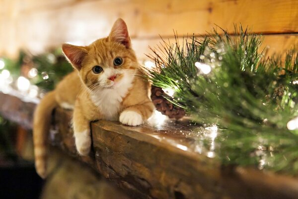 A red-haired cat is lying on a wooden shelf with ornaments