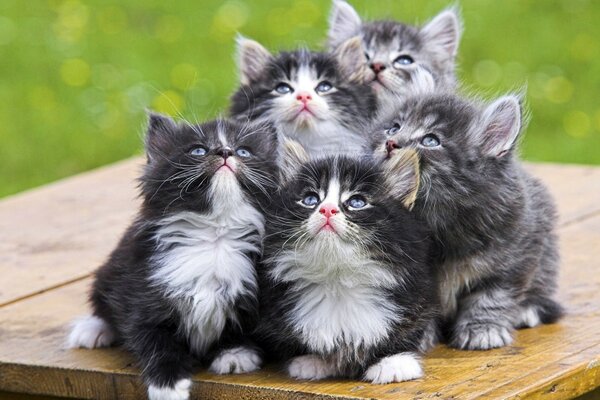 Five cute kittens are looking up