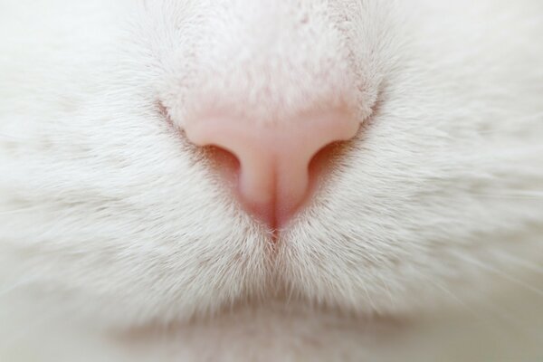 Pink nose of a white cat