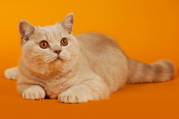 Weiße Katze auf orangefarbenem Hintergrund