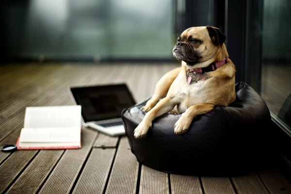 Chien maussade se trouve sur une chaise