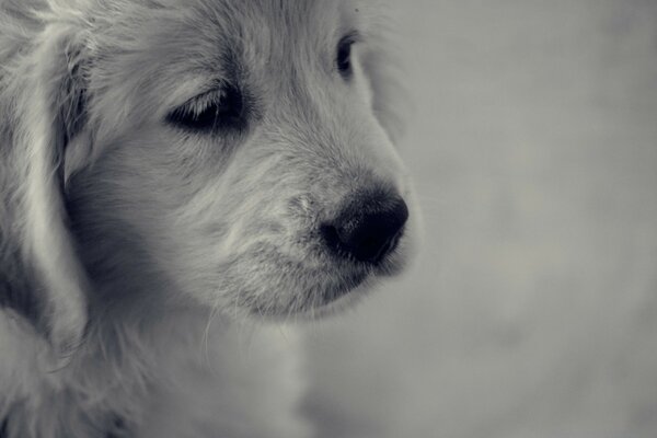 Un cachorro triste sobre un fondo gris