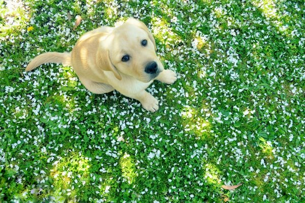 Cute dog sitting on the grass