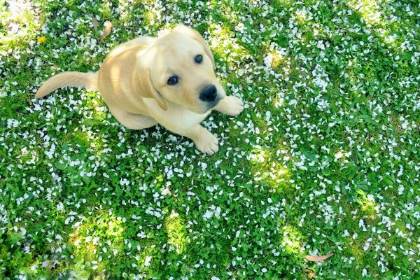 可爱的狗坐在草地上
