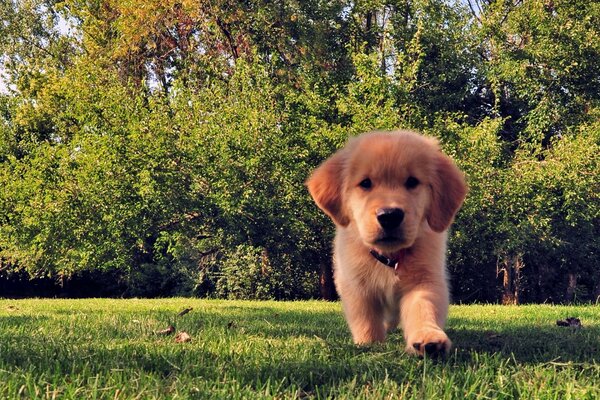 Chiot mignon court sur l herbe