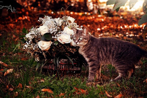 Grey tabby cat next to a basket of white roses