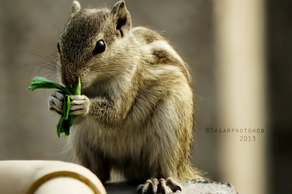 A rodent eats green grass