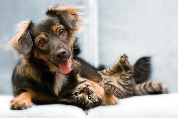 Perro con lindo gatito jugando