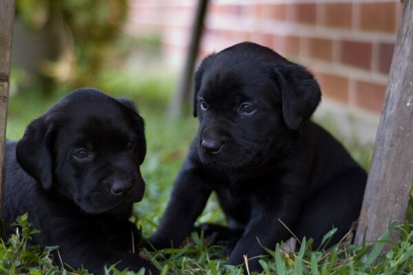 Dos cachorros negros en la hierba junto a una pared de ladrillo