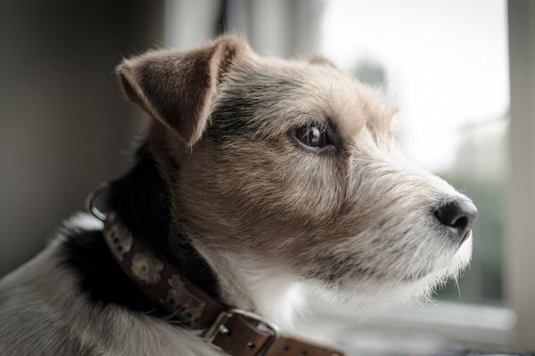 Portrait of a puppy looking out the window