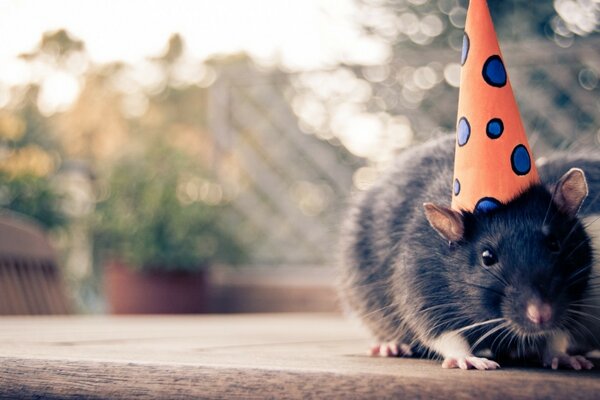 Souris à main noire dans le chapeau