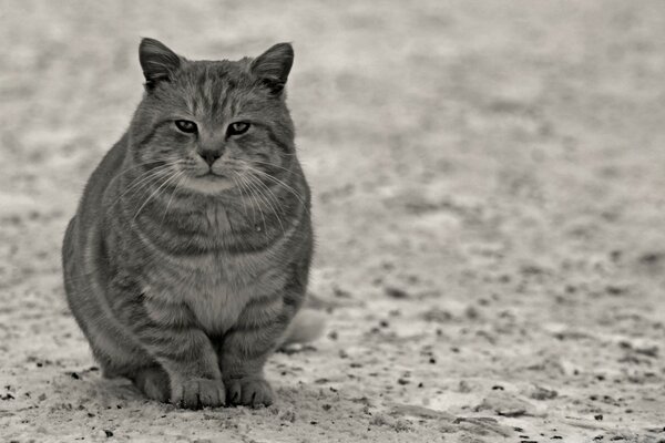 Spaventa il gatto grigio sulla sabbia