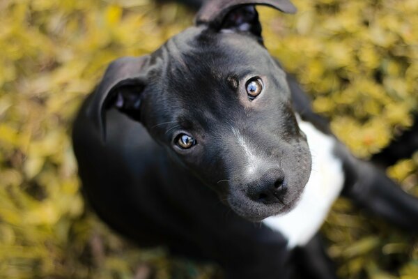 Cachorro de pit Bull en hojas de otoño