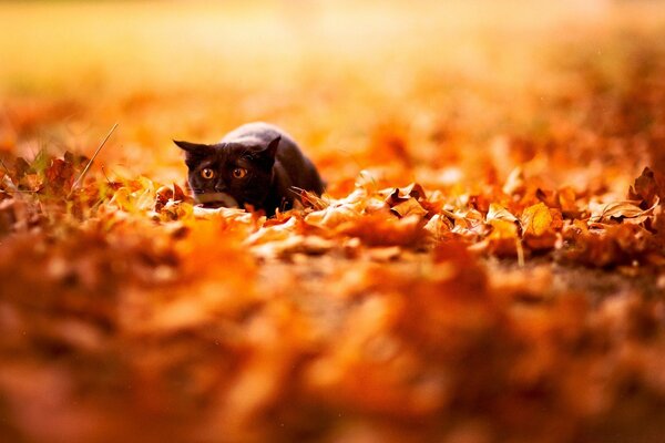 Gatito de caza negro en follaje naranja