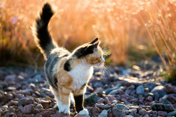 Eine Katze begleitet einen herrlichen Sonnenuntergang