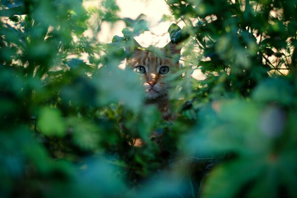 Die Katze versteckte sich vor der Sonne im Gras