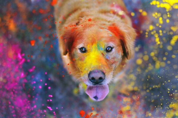 Boya festivalinde kızıl saçlı köpek