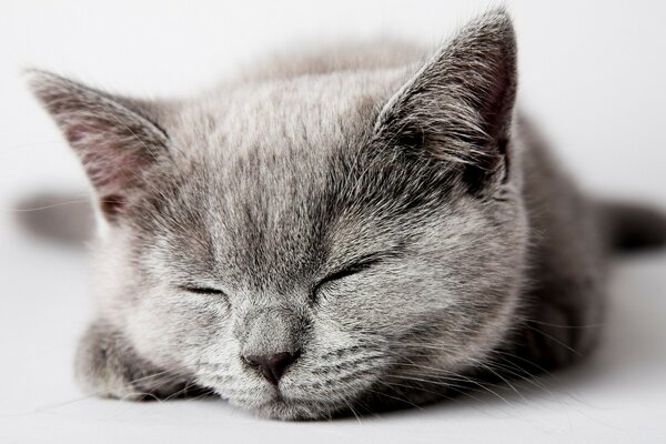 Сплячий сірий котик на фон