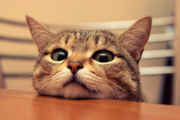 Striped cat sitting on a chair