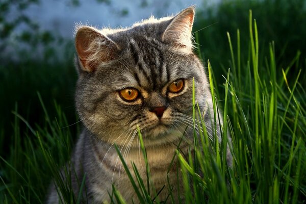 A plump striped cat in the green grass