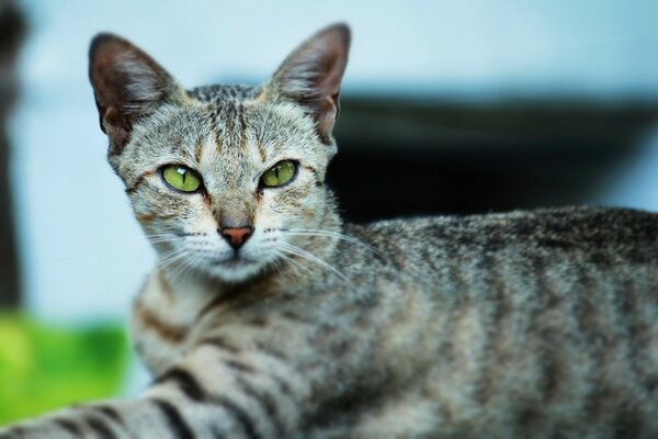 The royal gaze of a green-eyed cat