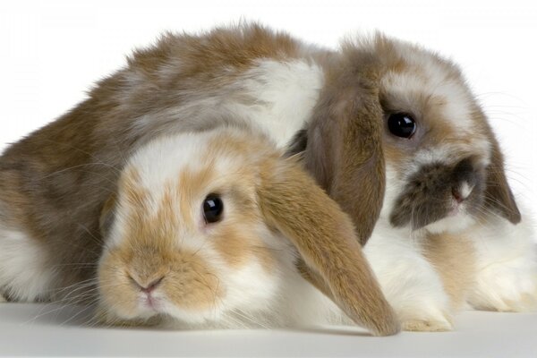 Rabbits are not only valuable fur