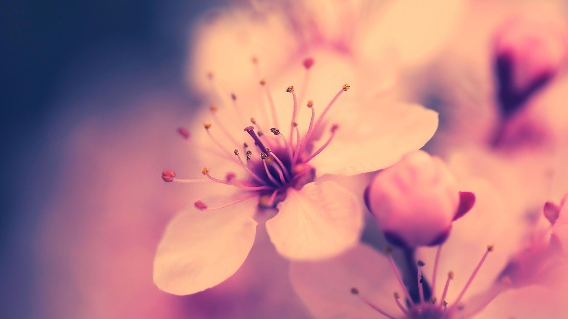 花 花 模糊 自然 植物 夏天 dof 明亮 户外 精致 颜色 花