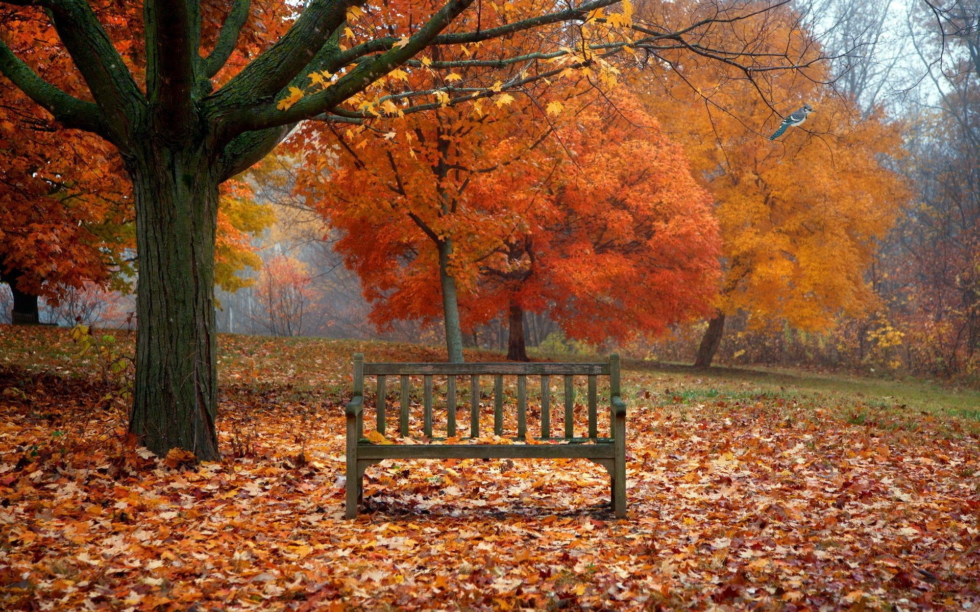 autumn fall leaf tree maple wood season park landscape bench change fog nature dawn branch mist gold guidance scenic