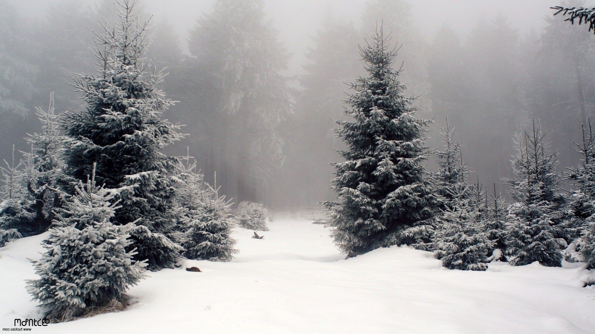 winter snow frost cold tree wood frozen fog pine ice weather fir spruce christmas snowstorm evergreen landscape conifer season