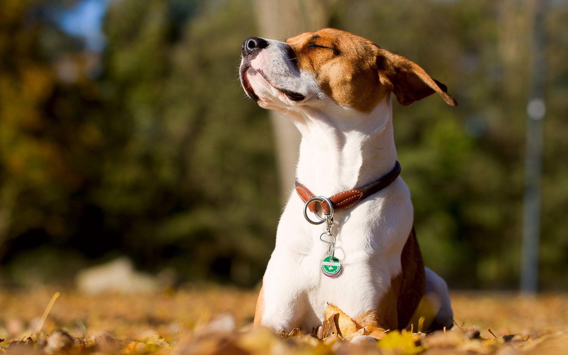 chien chien nature mignon animal mammifère à l extérieur cynologue animal de compagnie herbe petit automne chiot portrait unique