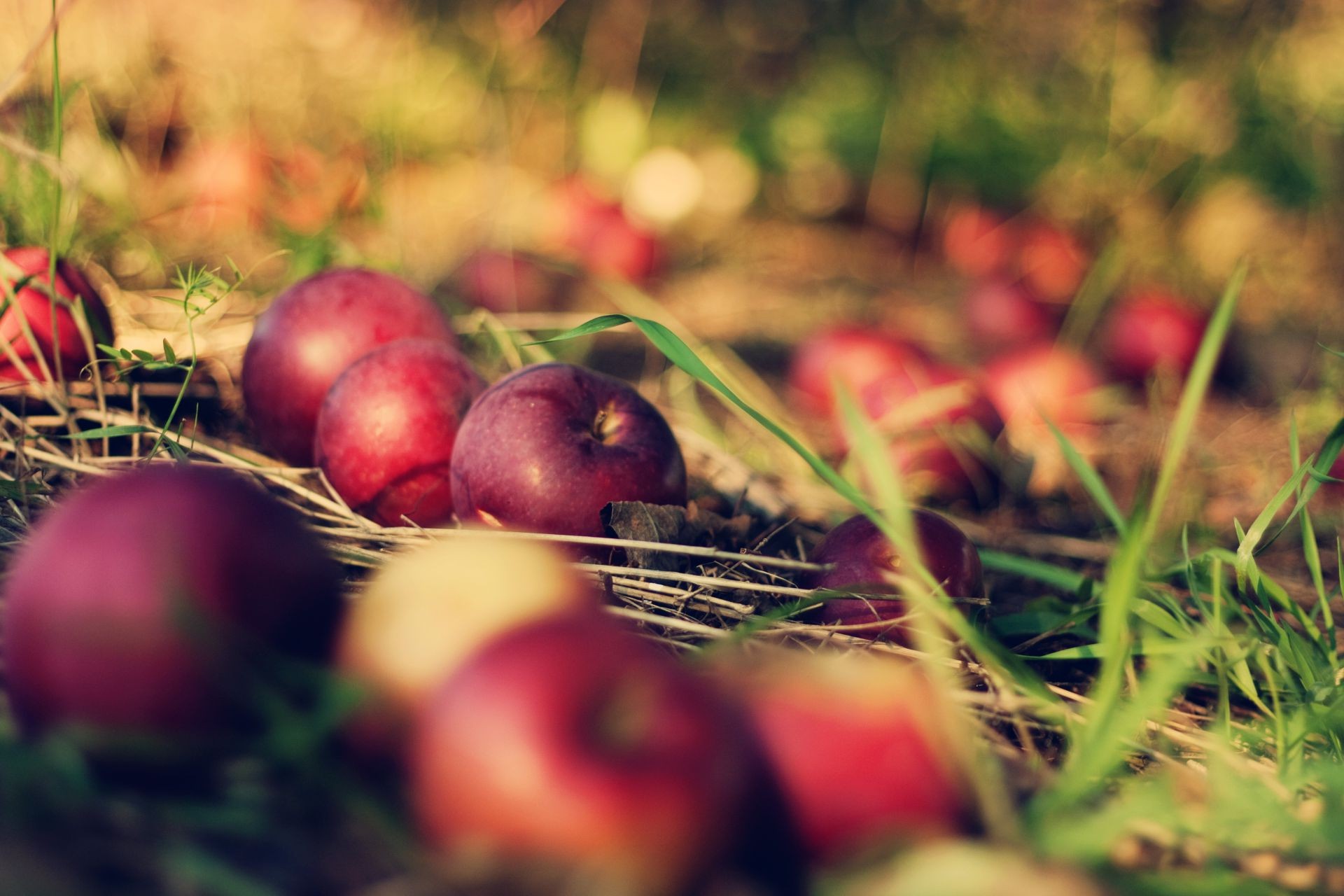 bacche autunno natura mela frutta cibo pascolo foglia giardino colore crescere stagione erba