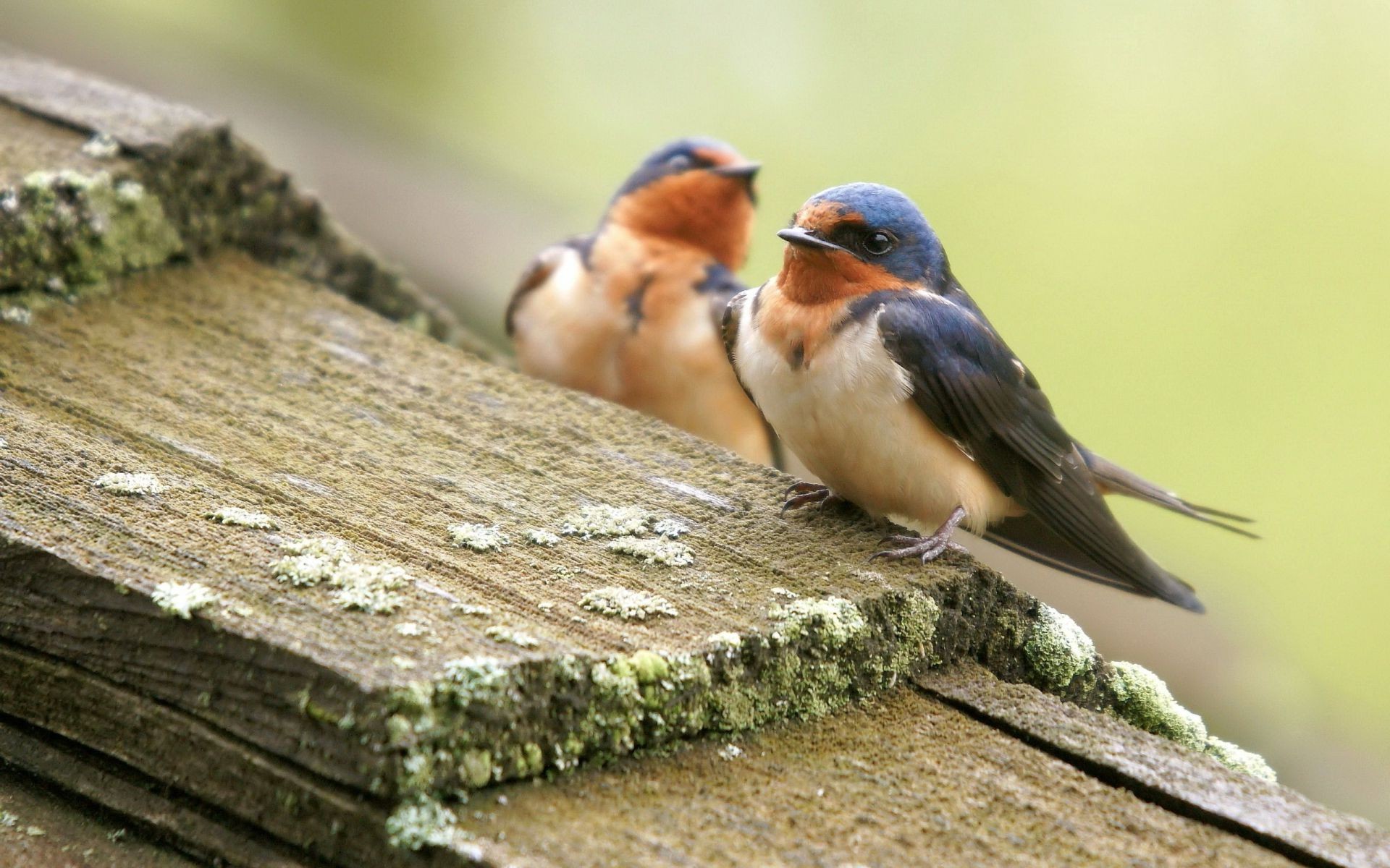 tiere vogel natur tierwelt tier wild holz