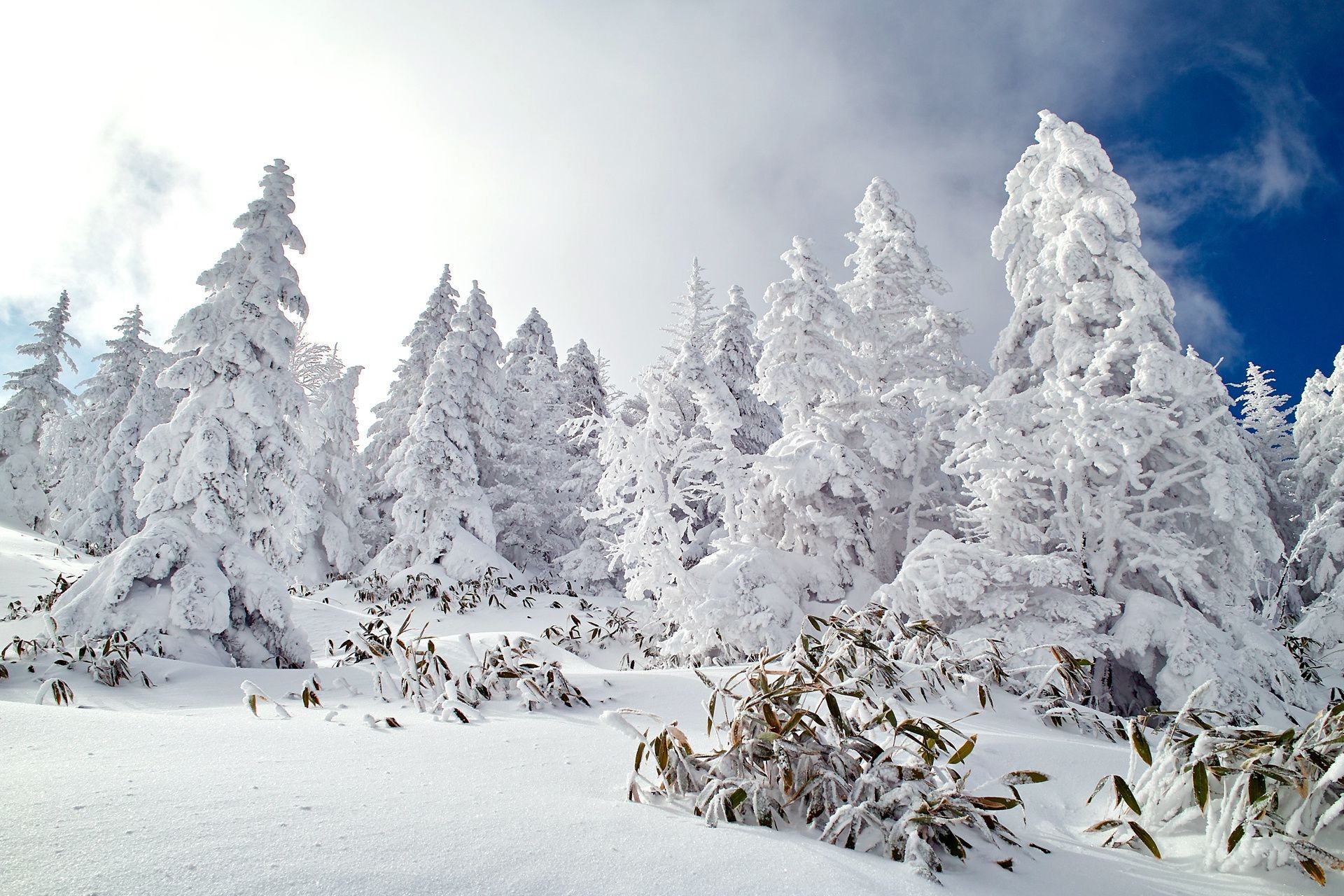 trees snow winter cold frost ice wood mountain frozen snowy frosty christmas scenic